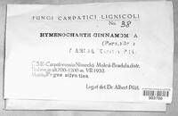 Hymenochaete cinnamomea image